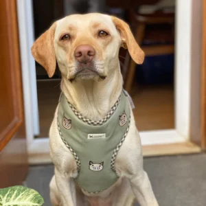 Premium Dog Raincoat